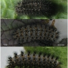 mel triv xerophila larva5after volg1